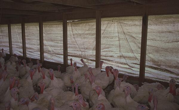 Griffolyn_Buckets_Poultry20Curtain.jpg